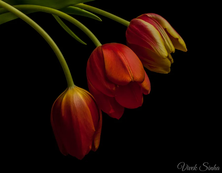 Vivek Sinha LRPS Tulips