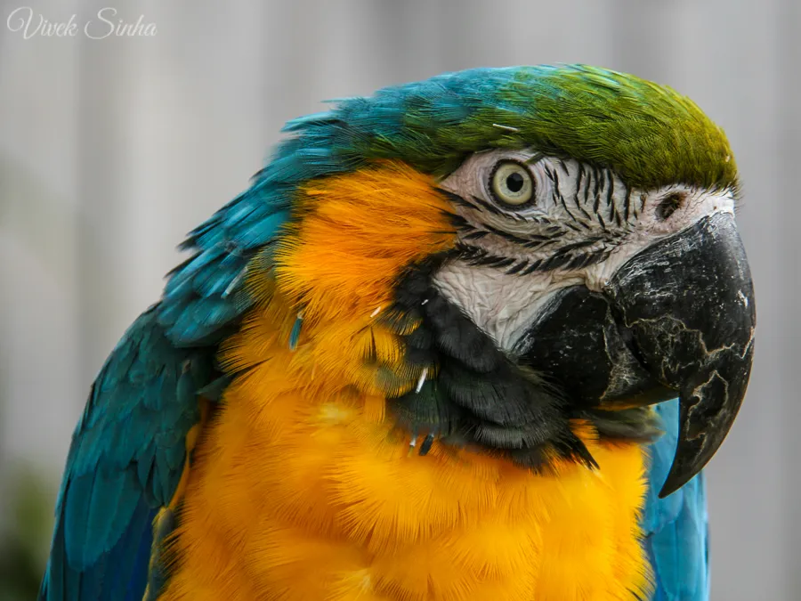 Vivek Sinha LRPS Macaw