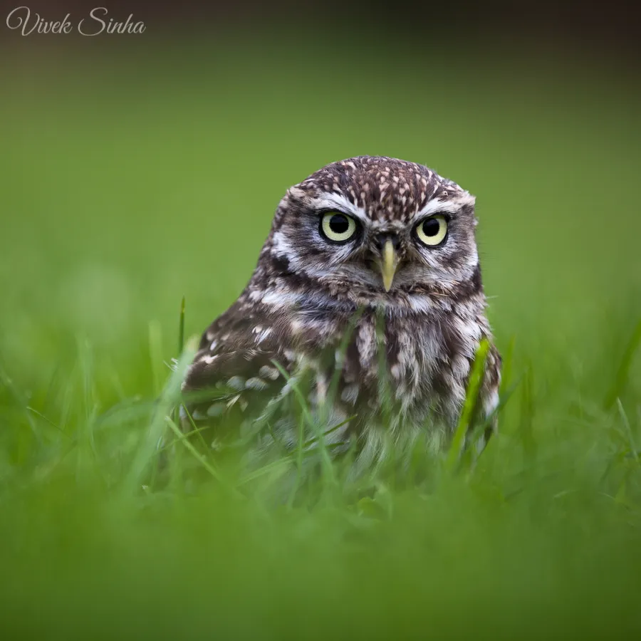 Vivek Sinha LRPS Little Owl