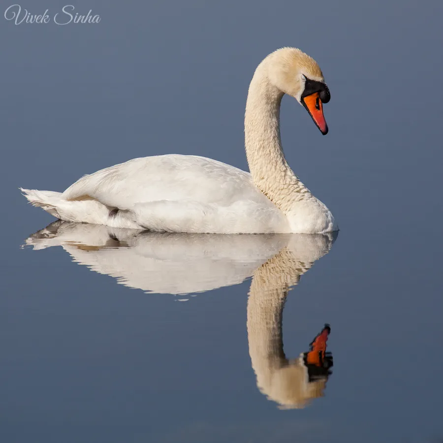 Vivek Sinha LRPS Swan