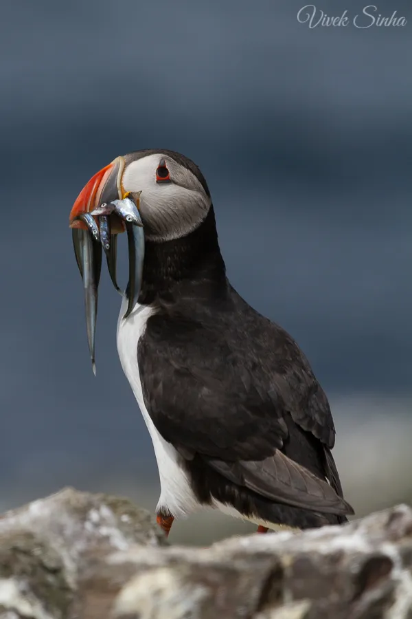 Vivek Sinha LRPS Puffin Sand Eels