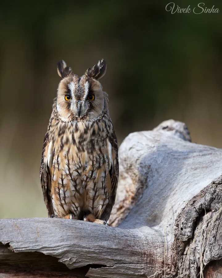 Vivek Sinha LRPS Long eared Owl