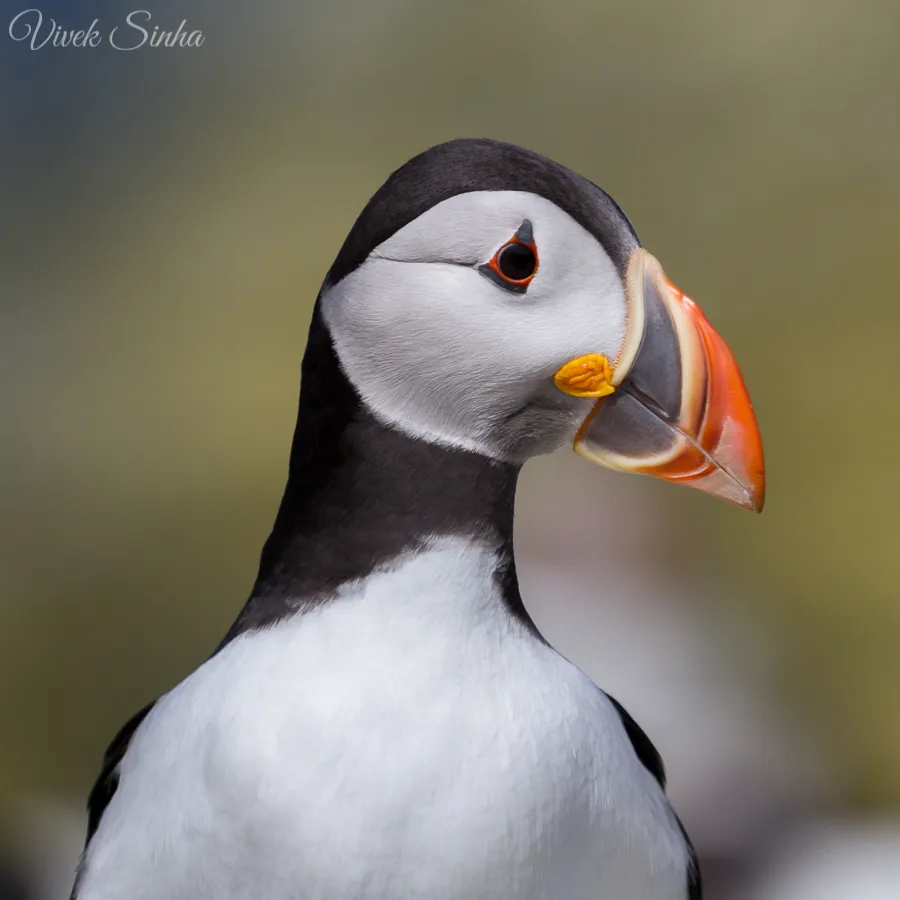 Vivek Sinha LRPS Puffin portrait