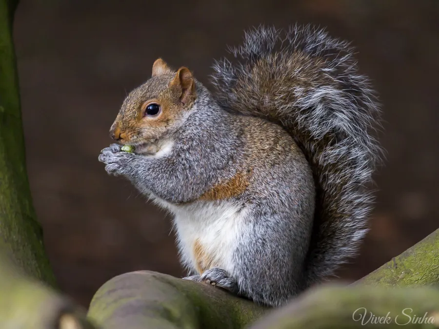 Vivek Sinha LRPS Grey Squirrel