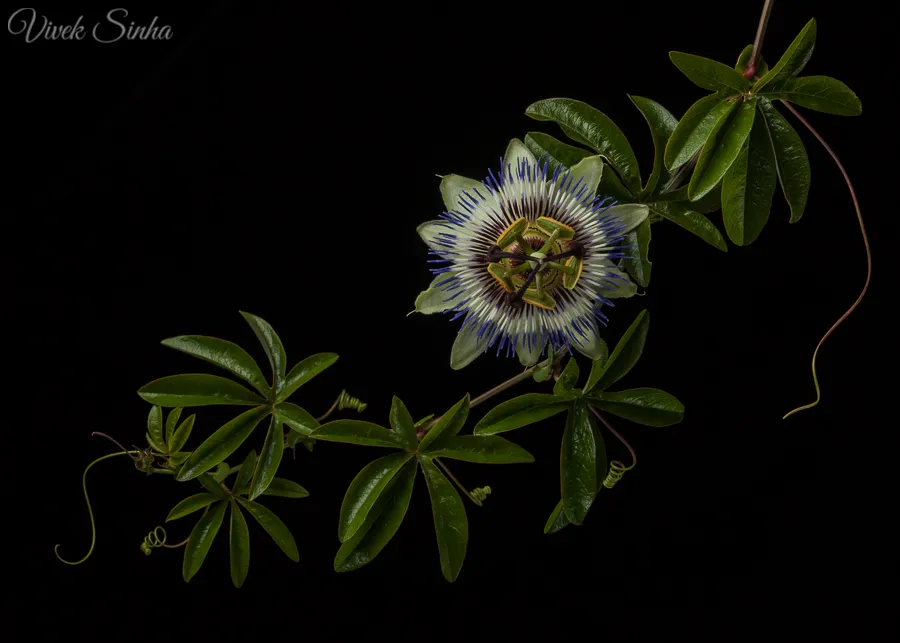 Vivek Sinha LRPS Passion Flower