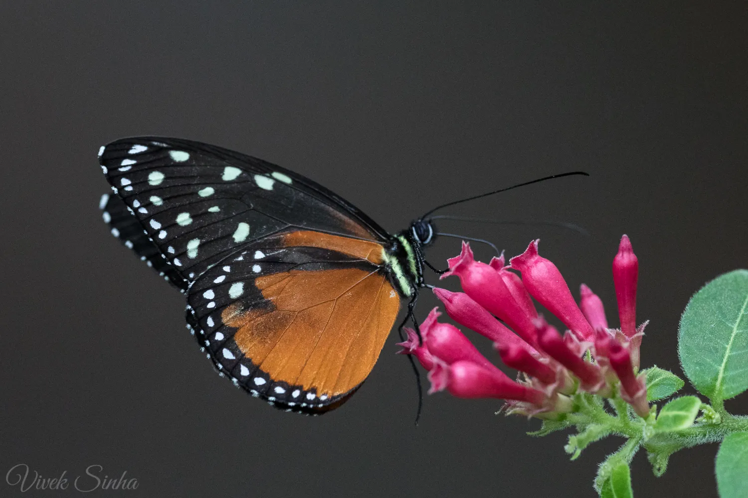 A cream-spotted tigerwing butterfly with black, cream-spotted and orange wings feeds on a cluster of tubular pink flowers against a dark grey background.