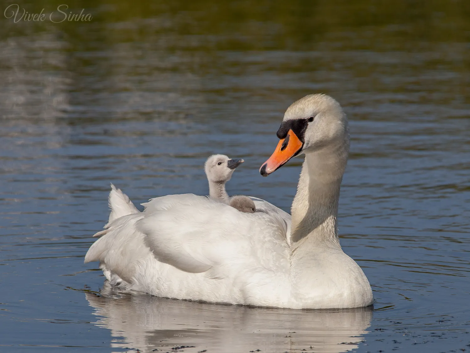 A mute swan swims on calm blue water with two grey cygnets nestled on its back, one lifting its head toward the adult in bright sunlight.