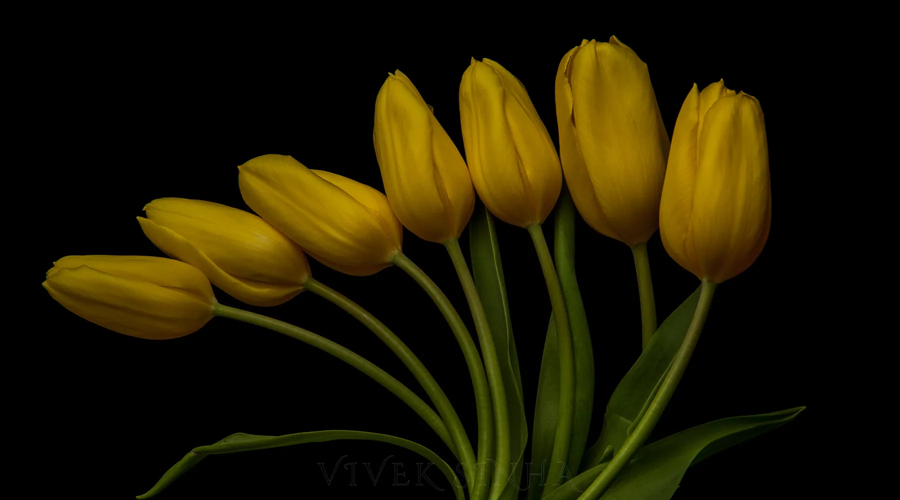 Seven yellow tulips on curving green stems arranged in a fan against a black background, lit dimly from above.