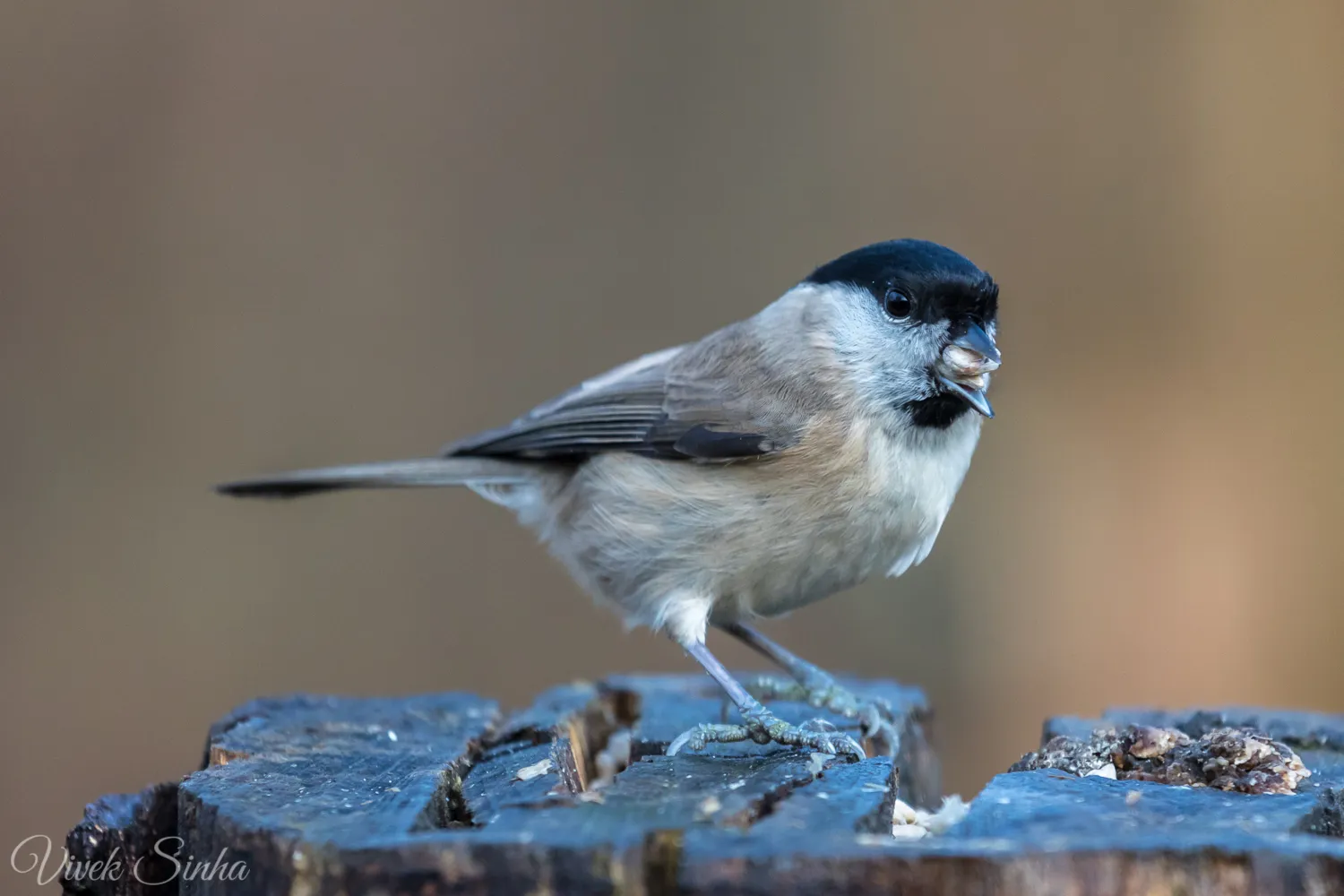 Black-capped Chickadee