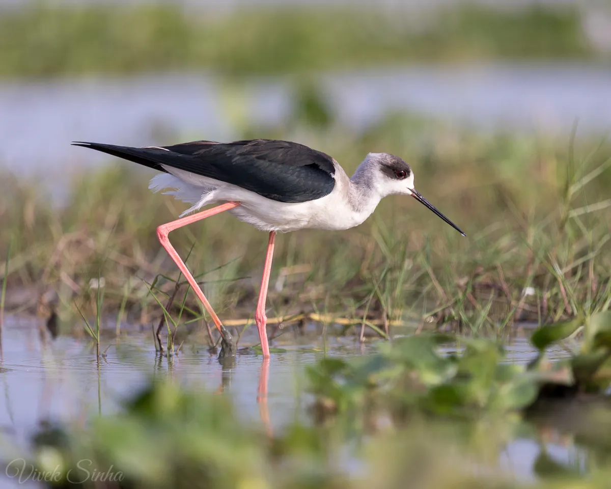 Black winged Stilt