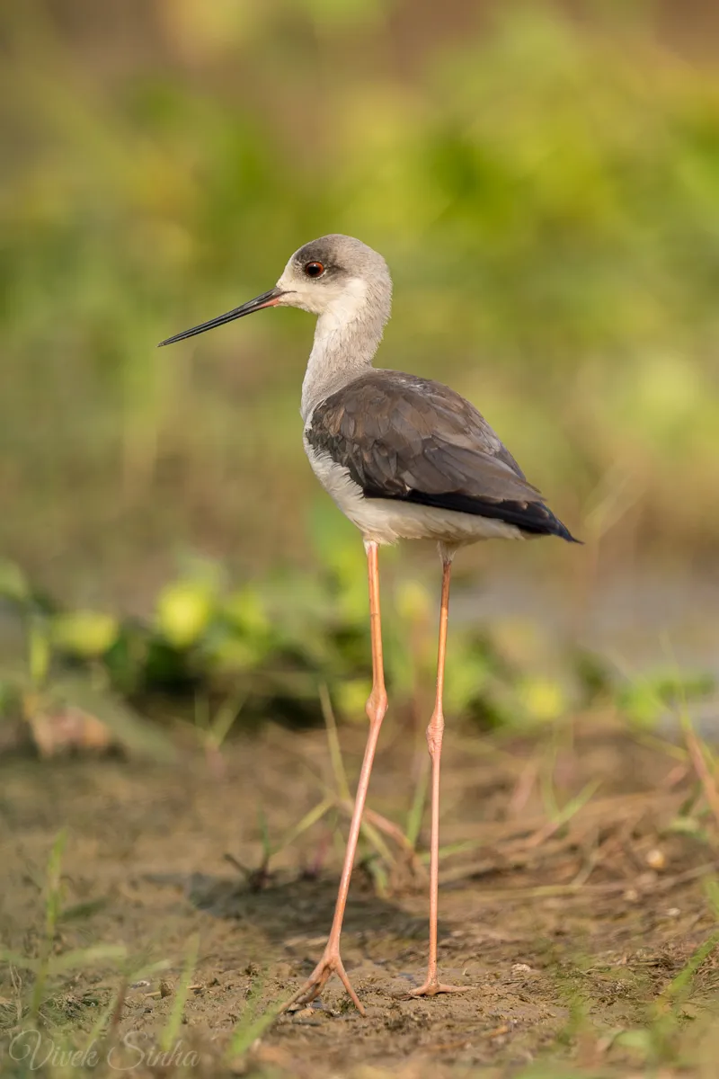 Black winged Stilt