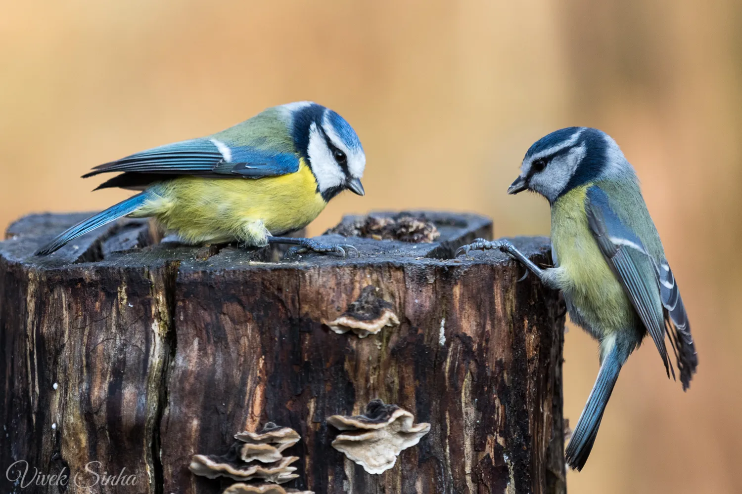 Blue tits