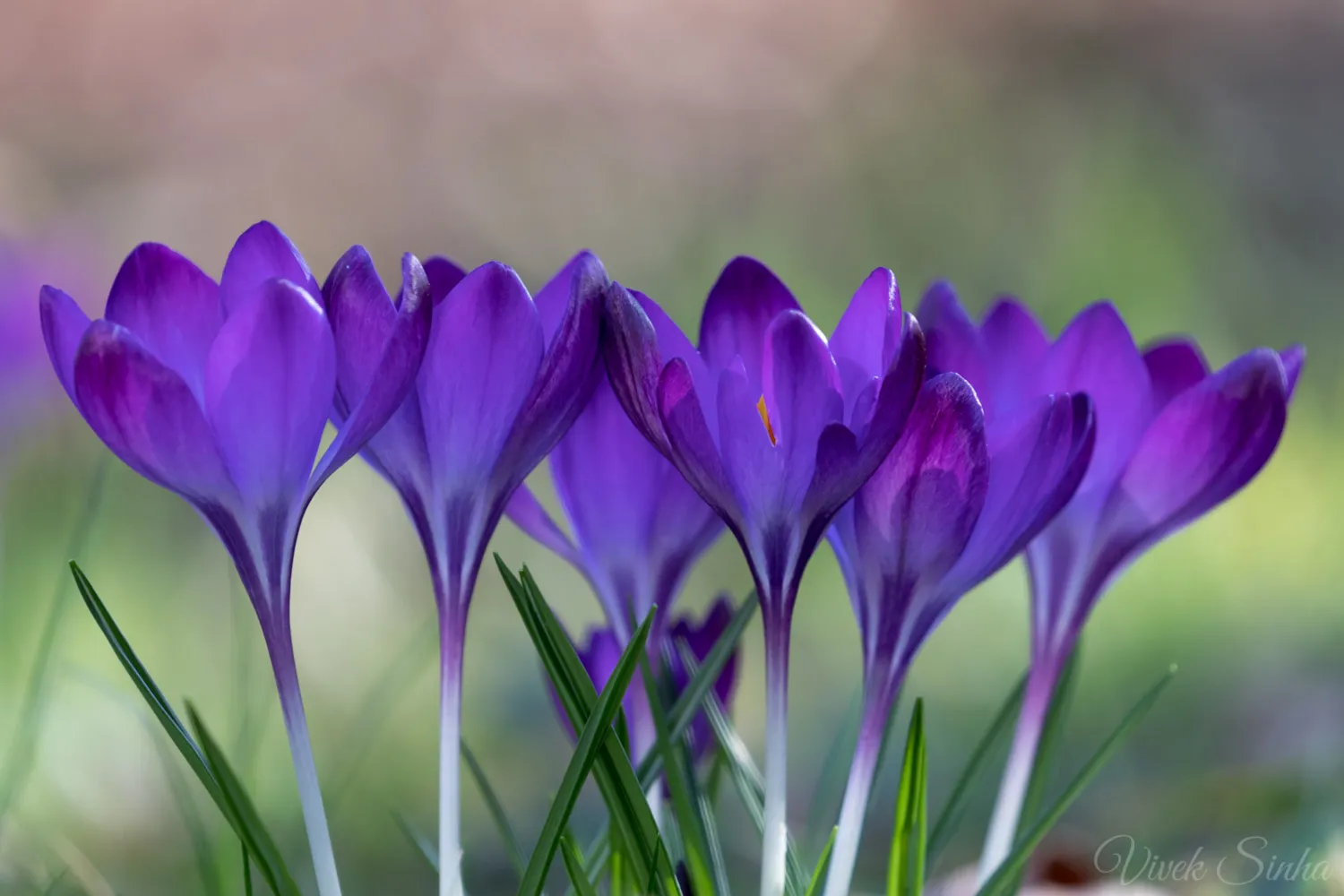 Crocus