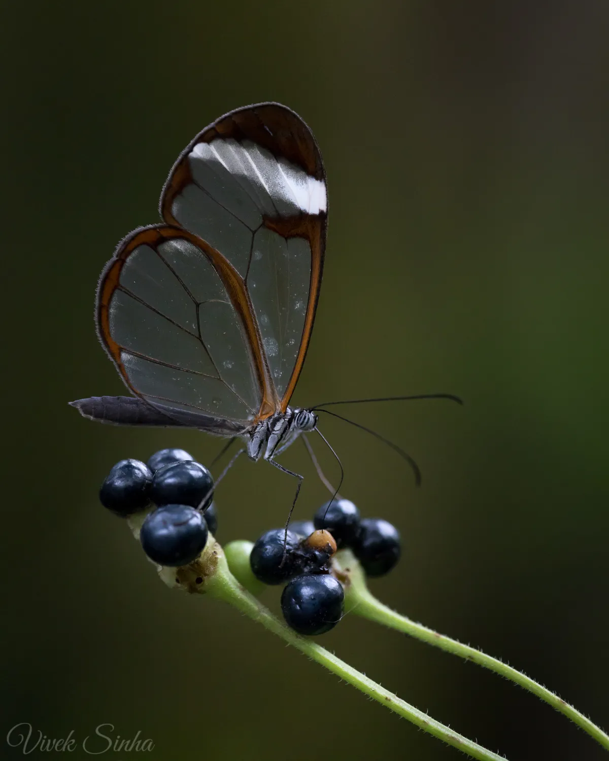 Glass wing butterfly