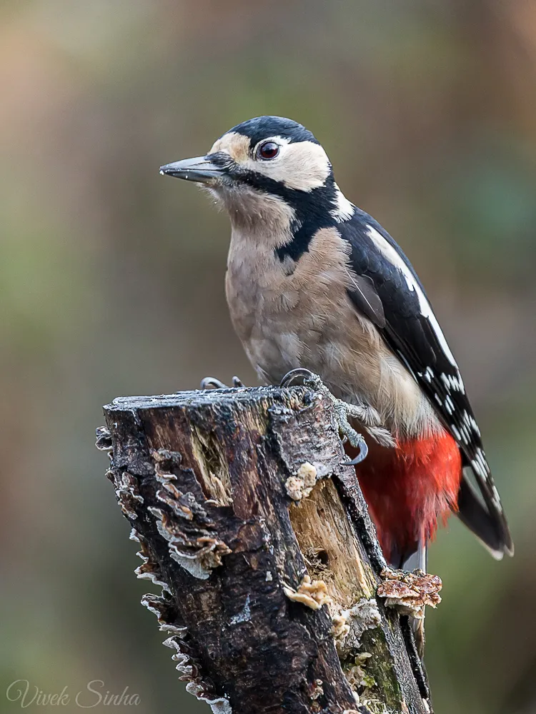 Great spotted woodpecker