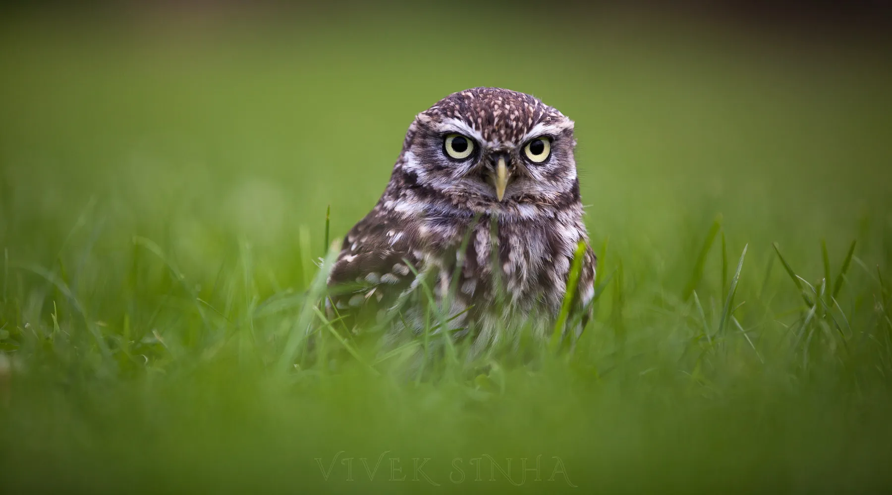 Little Owl