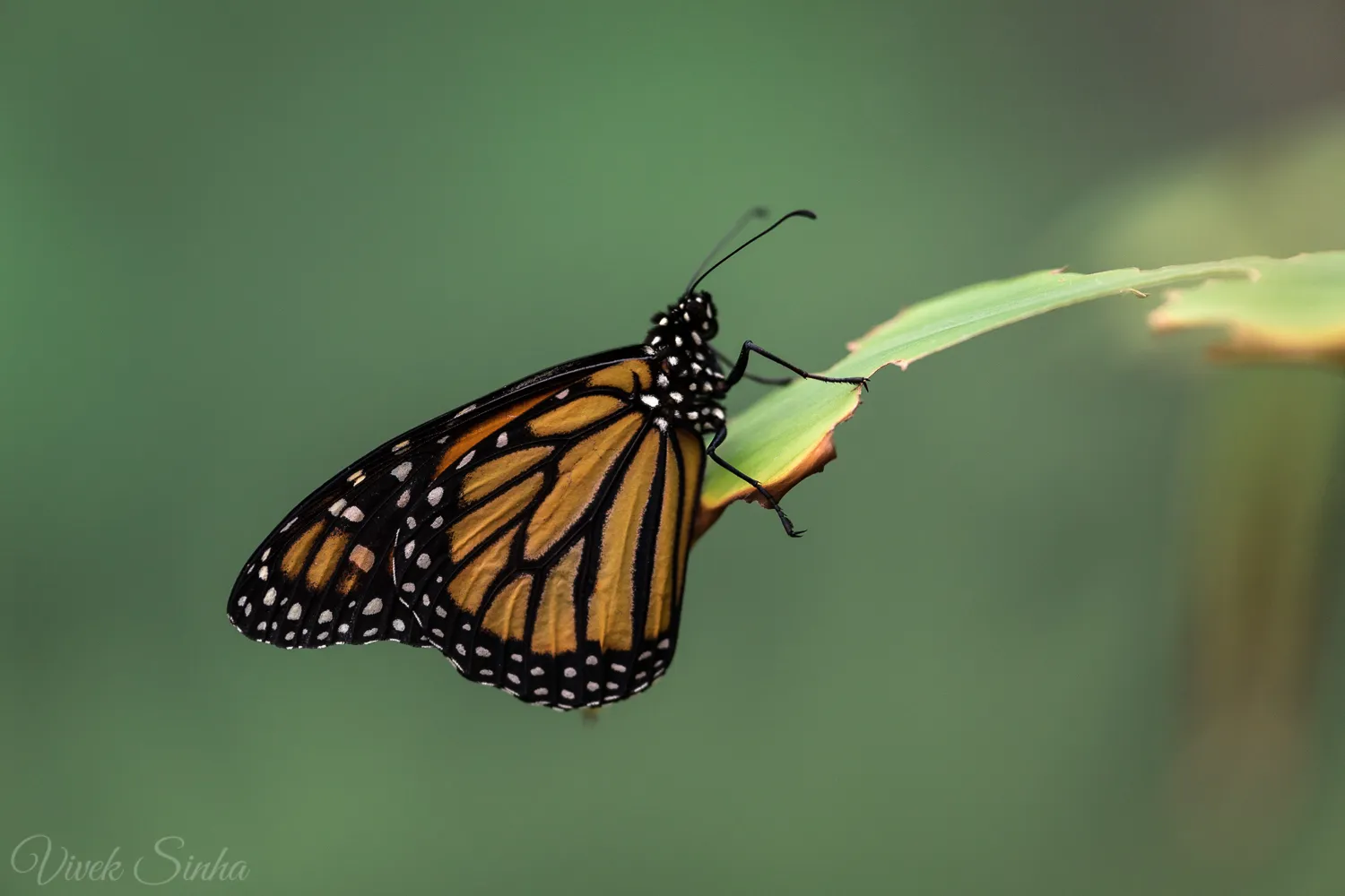 Monarch butterfly