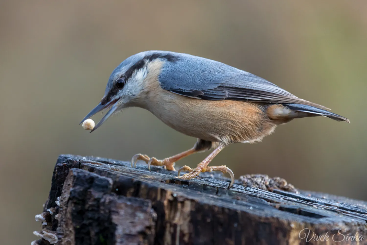 Nuthatch